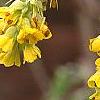 Corylopsis glabrescens, flowers
