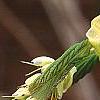 Corylopsis glabrescens, flowers
