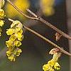 Corylopsis glabrescens, flowers