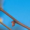 Corylopsis glabrescens, flowers