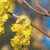 Corylopsis glabrescens, flowers