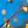 Corylopsis glabrescens, flowers