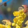 Corylopsis glabrescens, flowers