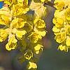 Corylopsis glabrescens, flowers