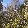 Corylopsis sinensis, habit
