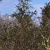 Corylopsis sinensis, habit