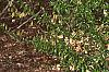 Corylopsis sinensis, habit