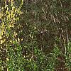 Corylopsis sinensis, habit