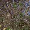 Corylopsis sinensis, habit