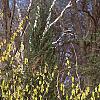 Corylopsis sinensis, habit