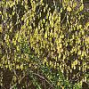 Corylopsis sinensis, habit