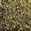 Corylopsis sinensis, habit