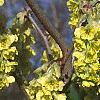 Corylopsis sinensis, flowers