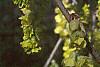 Corylopsis sinensis, flowers