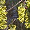 Corylopsis sinensis, flowers