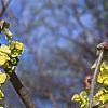 Corylopsis sinensis, flowers