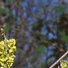 Corylopsis sinensis, flowers