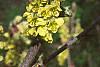 Corylopsis sinensis, flowers