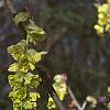 Corylopsis sinensis, flowers