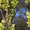 Corylopsis sinensis, flowers