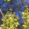 Corylopsis sinensis, flowers