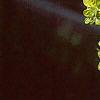 Corylopsis sinensis, flowers