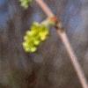 Corylopsis sinensis, flowers