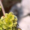 Corylopsis sinensis, flowers