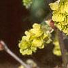 Corylopsis sinensis, flowers