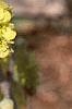 Corylopsis sinensis, flowers