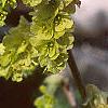 Corylopsis sinensis, flowers