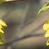 Corylopsis spicata, flowers