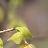 Corylopsis spicata, flowers