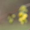 Corylopsis spicata, flowers