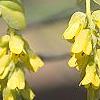 Corylopsis spicata, flowers