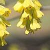 Corylopsis spicata, flowers
