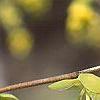 Corylopsis spicata, flowers