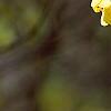 Corylopsis spicata, flowers