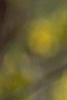 Corylopsis spicata, flowers