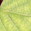 Fothergilla gardenii, leaves