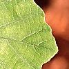 Fothergilla gardenii, leaves