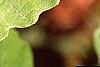 Fothergilla gardenii, leaves