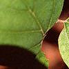 Fothergilla gardenii, leaves