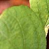 Fothergilla gardenii, leaves