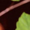 Fothergilla gardenii, leaves