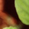 Fothergilla gardenii, leaves