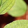 Fothergilla gardenii, leaves