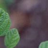 Fothergilla gardenii, flowers