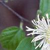 Fothergilla gardenii, flowers