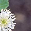 Fothergilla gardenii, flowers